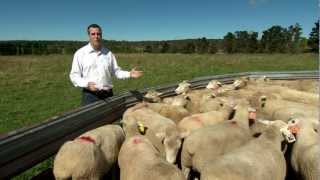 Estimated sheep breeding values 101 MLA feedbackTV [upl. by Rotce]