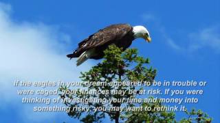 eagle dream meaning [upl. by Ttimme]