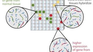 DNA Microarray [upl. by Seravat]