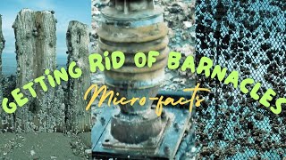 Effective Barnacle Removal Clean Your Net Like a Pro [upl. by Labors]