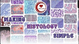 Epithelial Tissuepart 3HistologyDone by  Mohammad Al Ajory [upl. by Lachlan820]