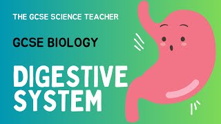 GCSE Biology Lesson 2 Digestive System AQA OCR Edexcel [upl. by Skutchan167]