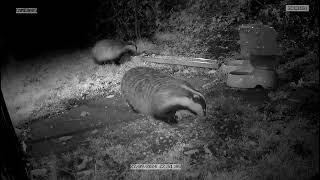 2 Badgers in my garden [upl. by Turrell]