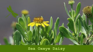 Sea Oxeye Daisy [upl. by Savannah]