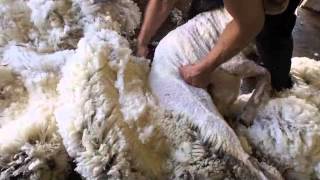 Merino sheep shearing Australia [upl. by Nnahs246]