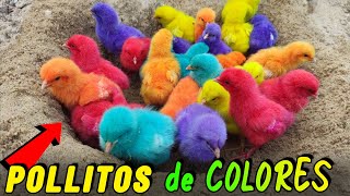 Descubre la Verdad Sobre los quotPOLLITOS de COLORESquot  Te Sorprenderás 😱🐣🐤 [upl. by Dowd]