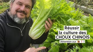 Comment réussir la culture des CHOUX CHINOIS petsaï pakchoï 『TUTO』 [upl. by Mlawsky234]