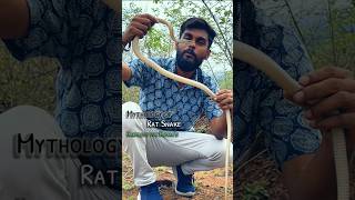 Indian rat snake [upl. by Ojoj]