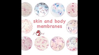 Histology \\ Skin and Body Membranes [upl. by Mannie368]