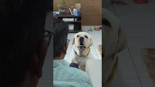 Joey and PawPaw  Gajar Ka Halwa  Chori  Extended Video  joeythepawsome dog labrador doglover [upl. by Carrol]