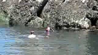 Great White Shark Attack BC Gulf Islands [upl. by Proctor463]