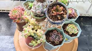 Exotic succulents are almost ready for winter home succulents indoorplants wintercare [upl. by Alrep]