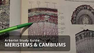 Meristems amp cambiums  Tree Biology [upl. by Evalyn]