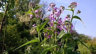 Hesperis matronalis medicinal plant [upl. by Xyno]