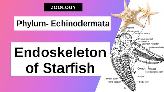 Echinodermata  Endoskeleton of Asterias Starfish  Zoology [upl. by Reisfield428]