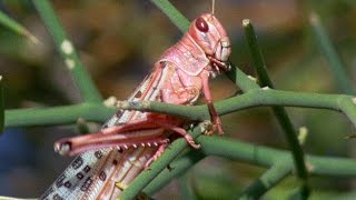 Swarm Of Locusts DEVOUR Everything In Their Path  Planet Earth  BBC Earth [upl. by Osanna]