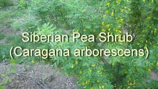 Siberian Pea Shrub From Flower to Harvest [upl. by Anitnemelc]