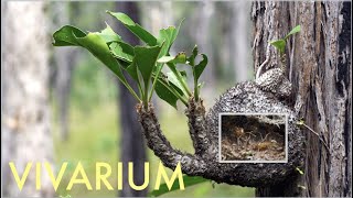 MYRMECODIA the infamous antplant with an ant colony in a vivarium [upl. by Tamera]