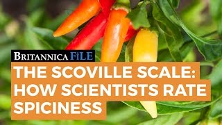 BRITANNICA FILE The Scoville Scale—How science rates spicy  Encyclopaedia Britannica [upl. by Arekahs]