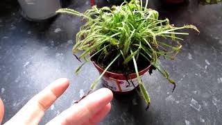 My NEW Carnivorous Plant  Drosera capensis  Cape sundew [upl. by Eniluj]