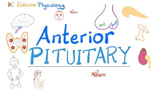 Anterior Pituitary Gland  The 10 Commandments of Endocrinology  Endocrine Physiology [upl. by Annot]