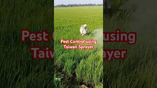 Fighting Pests amp Fungus with Taiwan Sprayers  Valxtra Trozen amp Permethrin on 2Acre Paddy Field 🌾 [upl. by Dolloff115]