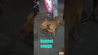 kennel cough sound in dogs कुत्तों में ख़ासी [upl. by Melda335]