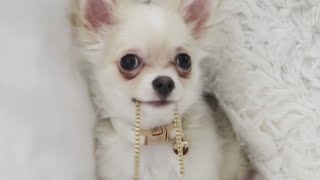 Bling in style with Barley ✨ FULL VIDEO [upl. by Darryl931]