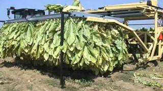 tobacco burley harvester1wmv [upl. by Nomahs]