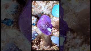 Found Rare stone Crystal While Digging crystals quartz gemstone crystalstone satisfying opal [upl. by Letnom]