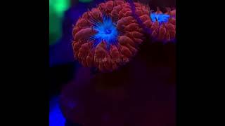 blastomussa merletti aquarismo aquarium coral reefinhouse coral [upl. by Vidovic]