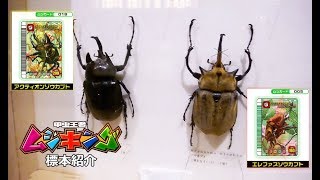 甲虫王者ムシキングの標本紹介  世界昆虫博物館 シンガポールのセントーサ島 [upl. by Astraea]