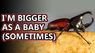 Rhinoceros Beetle facts  Animal Fact Files [upl. by Eelsnia]