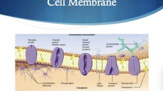 What is a Liposome [upl. by Retse]