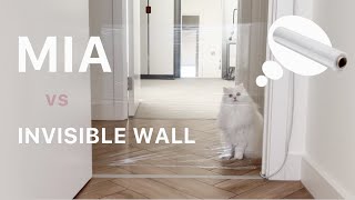 Mia the Cat vs Invisible wall [upl. by Uhn]