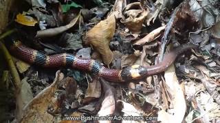 Coral Snake feeding on a Caecilian [upl. by Corine]