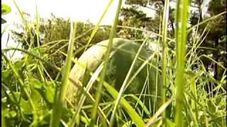 Bogue Sound Watermelons [upl. by Leuname952]