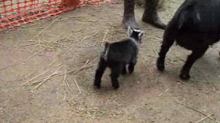 Pygmy Goat Happy Dance [upl. by Dnalrah]