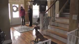 Dog Training How to train a Vizsla to Come Sit Heel Leash Walk  Distractions  Recommendation [upl. by Carrick]