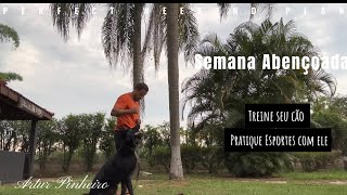 Treino de obediência canina [upl. by Accalia]