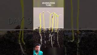 tomato 🍅 plants  time lapse gardening garden plants agriculture plant nature timelapse [upl. by Selfridge]