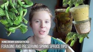 Foraging and Preserving Spring Spruce Tips [upl. by Ayotahc]