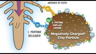 Organic Matter Expands CEC  the Classic Chemistry  Regenerative Soil [upl. by Aisorbma942]