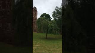 Weeping birch Betula pendula Youngii  tree  July 2018 [upl. by Pierrette]