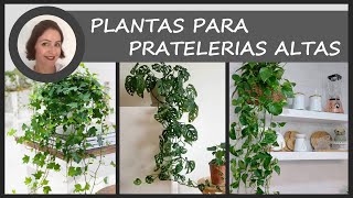 Plantas para prateleiras altas  Valéria Medina [upl. by Ahsal34]