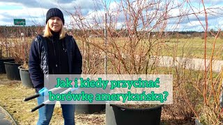 Jak i kiedy przycinamy borówki amerykańskie [upl. by Callum732]