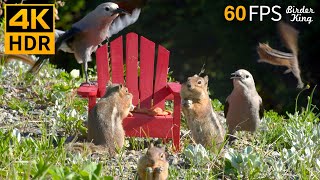 Cat TV for Cats to Watch 😺 Squirrels and Birds Enjoy the Adirondack Chair 🐦🐿 8 Hours 4K HDR 60FPS [upl. by Averir101]