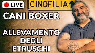 Live Cani Boxer  Gianluca dellAllevamento Etruschi preparatore e figurante ufficiale ENCI [upl. by Belinda]