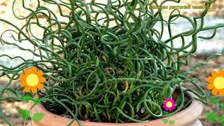 Ситник нитевидный Спиралис Краткий обзор описание характеристик juncus filiformis Spiralis [upl. by Ellatnahc502]