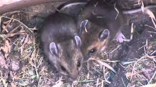 Deer Mouse Cricetidae Peromyscus maniculatus Closeup [upl. by Feodor]